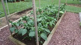 Use Netting To Support Your Peppers