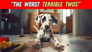 10 Reasons Why You Should NEVER Get a Dalmatian