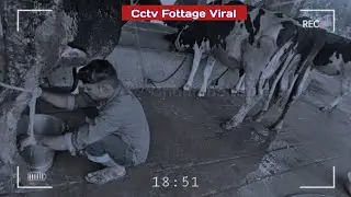 Cow Milk | CCTV Fottage Viral