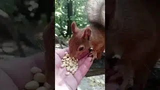 Кормлю белку / Feeding the squirrel