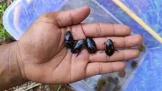 I was hungry when looking for and observing water beetles and golden snails in the rice fields