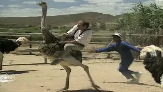 They see me rollin' meme (Ostrich riding)