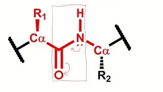 Topic 5.3 - Constraints of peptide bonds