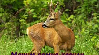 Маним самца косули. / Beckon a male roe deer.