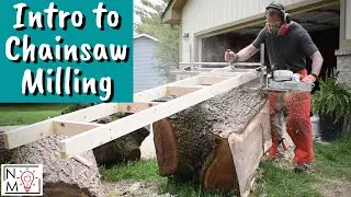 How to Start Alaskan Chainsaw Milling | Milling a Figured Walnut Tree