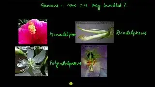 Types of androecium and gynoecium | Morphology of flowering plants | Biology | Khan Academy