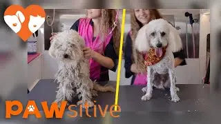 Dog Abandoned to The Streets Receives A Life-Saving Transformation | PAWsitive 🧡