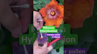 Hibiscus hybridization, how to cross pollinate hibiscus to create seeds and new hibiscus cultivars.