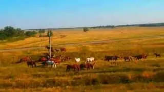 Доброе утро из окна поезда по Ростовской области