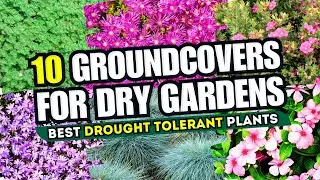 Top 10 Groundcovers for DRY Gardens! 🌞 Drought-Tolerant Plants for a Low-Maintenance Landscape 💛🌼