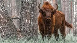 Природа Беларуси. Заповедными тропами белорусской земли. Документальный фильм | Film Studio Aves