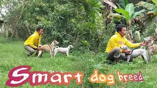 Want a smart dog breed