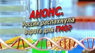 Анонс. Зачем Россия распахнула ворота для ГМО?