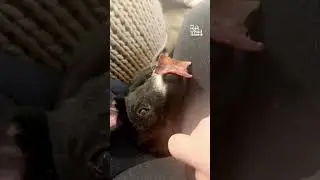 Dog Dreams Of Bacon!