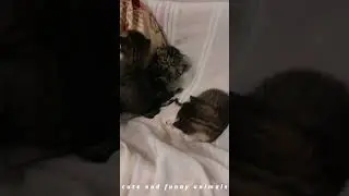 Newborn kittens😍