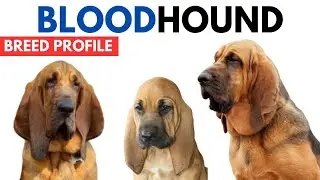 Bloodhound Dog Breed Profile History - Price - Traits - Bloodhound Dog Grooming Needs - Lifespan