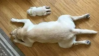 The Funniest Labradors Dog of 2024 🤣 Funniest DOGS videos