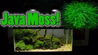 How To Grow Aquarium Moss & Liverwort: Java Moss part 3