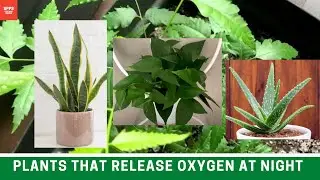 Plants that release oxygen at night