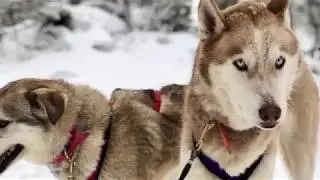 Sled dog tour with the Howling Huskies at Mt Baw Baw