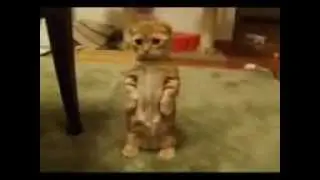котик из шрека
