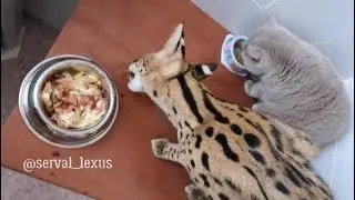 Cat and Serval?