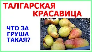 Груша сорт ТАЛГАРСКАЯ КРАСАВИЦА в моем саду