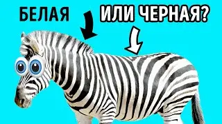 Выходки животных: причудливые факты, о которых вы никогда не знали, но всегда хотели узнать