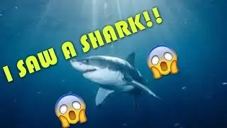 I SAW A SHARK! (Bo3 Commentary)