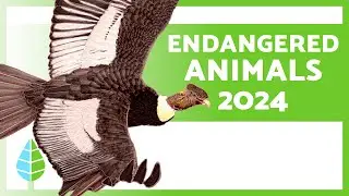 ENDANGERED ANIMALS 2024 🐯⚠️ (Top 10)