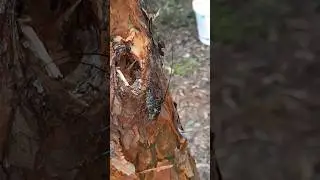 кекс в лесу