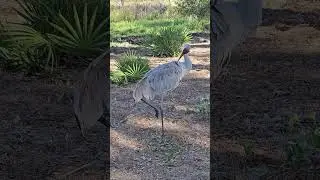 Beautiful Large Sandhill Crane