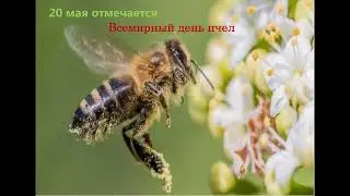 20 мая Всемирный день пчёл