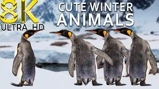 Cute Winter Animals IN 8K HDR | 8K BEAUTIFUL NATURE | RELAXATION MUSIC 8K ULTRA HD 60FPS