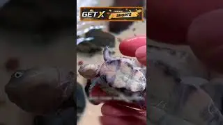 Странная привычка черепахи 🐢 