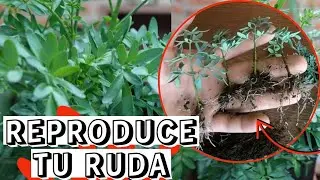 COMO SE REPRODUCE LA PLANTA DE LA RUDA