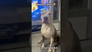 Убери собаку и открой дверь 