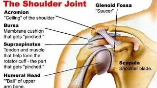 Shoulder Joint Explain In Hindi || shoulder joint anatomy