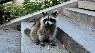 A day with racoon at Mount Royal. #montrealtourism