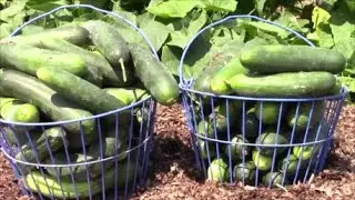 MASSIVE ORGANIC CUCUMBERS HARVEST in August