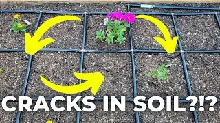 4 Reasons Cracks Form in Garden Bed Soil