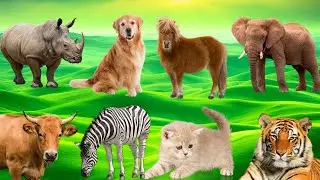 Animal Sounds In Peaceful: Tiger, Lion, Dog, Cat, Cow, Goat, Elephant, p133