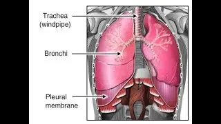 How Breathing Works Animation - Inhalation & Exhalation Process Video. Respiratory System Physiology