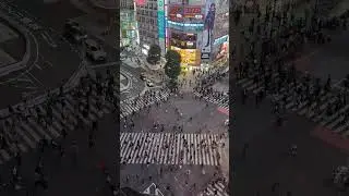 The Famous Shibuya Crossing:Best View From MAGNET