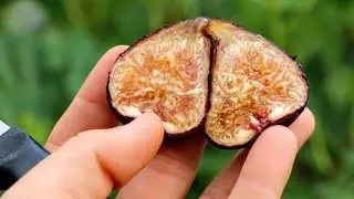 Barbillone Fig | My 2nd Tastiest Honey Fig