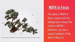 MOPA In Focus: Picturing the still life in photography