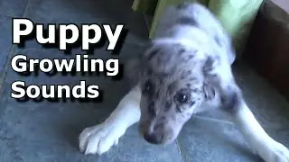 Puppy Growling Sound ~ Puppy Growl Sound Dogs Love