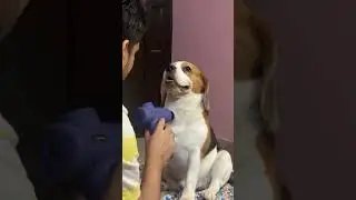 Rajaji of our home #dog #song #love #music #bollywood #dog #pets #india #shorts #youtubeshorts
