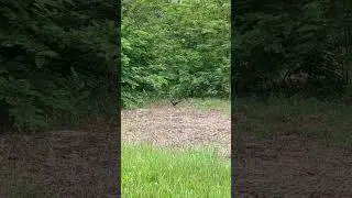 Фазан в Большом Городе