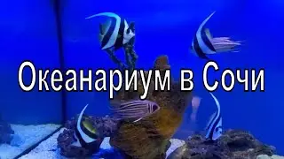 Океанариум. Город Сочи, парк Ривьера. Красивые экзотические рыбы. Sochi city. Oceanarium.